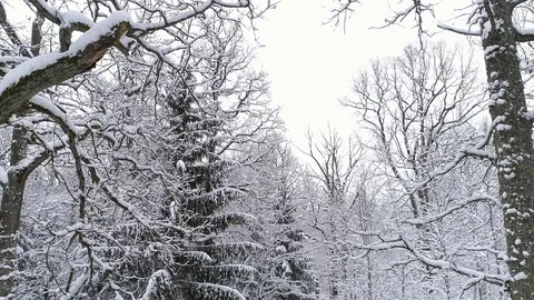 Aerial - Flight inside snowy forest. Drone flies to tall pine Stock Footage 88768653