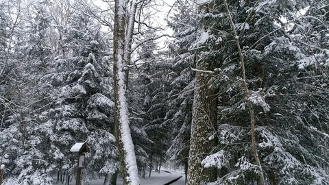 Aerial - Flight inside snowy forest. Drone flies through big trunks Stock Footage 88779221