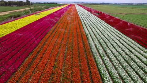 Aerial flight looking down over a Field of blossoming colorful buttercup flowers Stock Footage 220347705