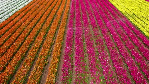 Aerial flight looking down over a Field of blossoming colorful buttercup flowers Stock Footage 220347777