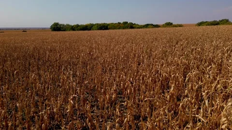 Aerial flight low over a ripe cornfield on the Kansas plains Stock Footage 345532797