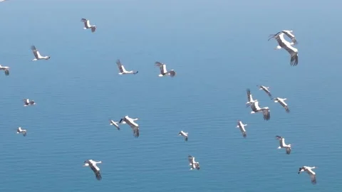 Aerial Flight of Migrating Storks over Coastal Highway and Sea - 4K Stock Footage 331925244