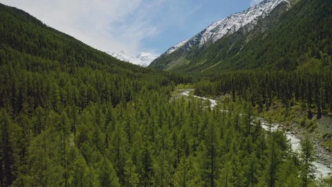Aerial flight, mountain river flows through larch-tree forest, snow Belukha peak Stock Footage 126364446