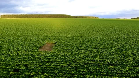 Aerial flight moving across a large green crop field Stock Footage 333829526