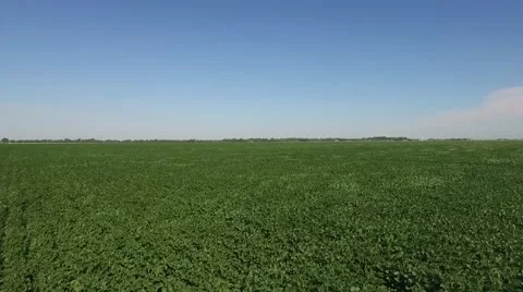Aerial Flight Over Bean Field Stock Footage 59899087