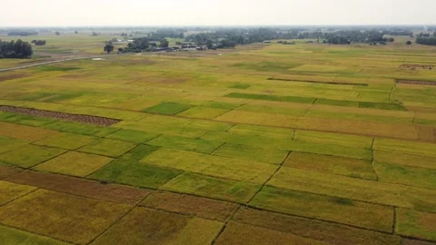 An aerial flight over the beautiful patchwork rice paddies ready for Video stock 231767429