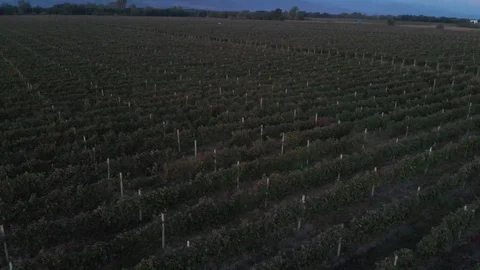 Aerial flight over beautiful vineyard landscape in Kvareli, Georgia Видео 100293695