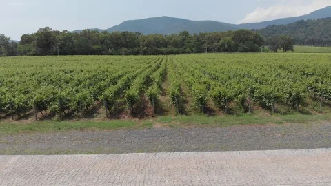 Aerial flight over beautiful vineyard landscape in Kvareli, Georgia Stock Footage 100300114