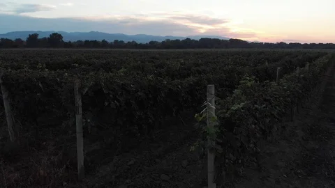 Aerial flight over beautiful vineyard landscape in Kvareli, Georgia 스톡 동영상 100301444