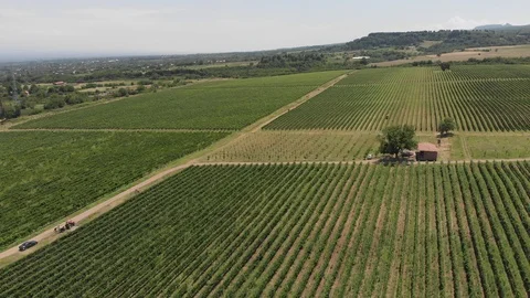Aerial flight over beautiful vineyard landscape in Tsinandali, Georgia 스톡 동영상 119762146