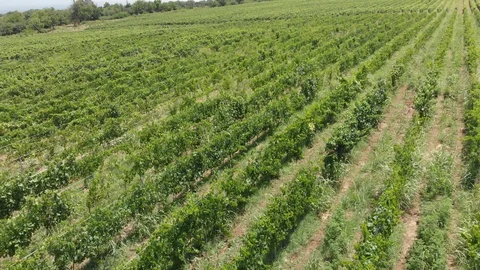 Aerial flight over beautiful vineyard landscape in Tsinandali, Georgia Видео 119762394