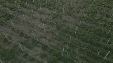 Aerial flight over beautiful vineyard landscape in Kakheti, Georgia Stock Footage 141424824