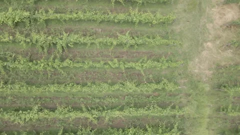 Aerial flight over beautiful vineyard landscape in Babaneuri, Georgia Vídeos de archivo 156374615