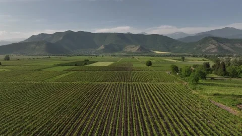 Aerial flight over beautiful vineyard landscape in Kvareli, Georgia Видео 197893570