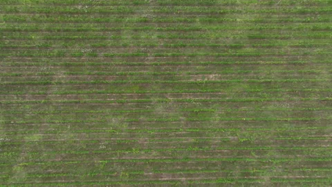 Aerial flight over beautiful vineyard landscape in Napareuli, Georgia Video stock 204057396