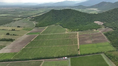 Aerial flight over beautiful vineyard landscape in Napareuli, Georgia Vídeos de archivo 204057488