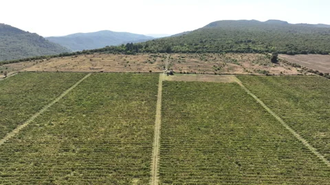 Aerial flight over beautiful vineyard landscape in Napareuli, Georgia Stock-Footage 211813281
