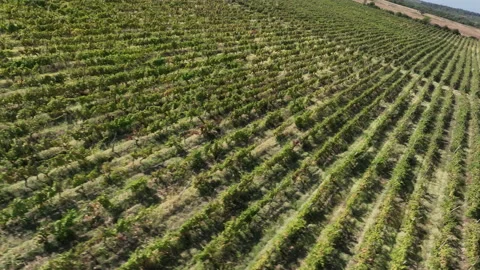 Aerial flight over beautiful vineyard landscape in Napareuli, Georgia Видео 212943128