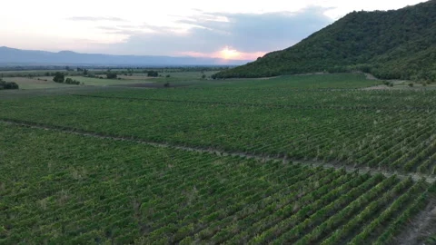 Aerial flight over beautiful vineyard landscape in Napareuli, Georgia Видео 212960371