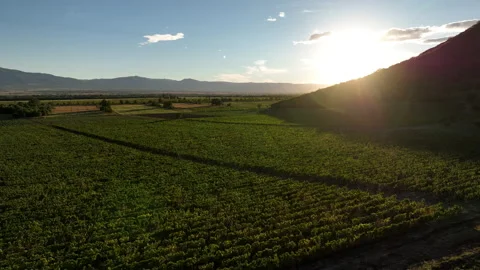 Aerial flight over beautiful vineyard landscape in Napareuli, Georgia Видео 213449949