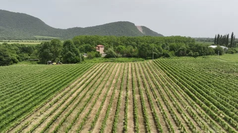Aerial flight over beautiful vineyard landscape in Napareuli. Georgia Vídeo Stock 242196371