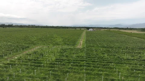 Aerial flight over beautiful vineyard landscape in Gulgula village Vídeo Stock 245715191