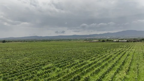 Aerial flight over beautiful vineyard landscape in Gulgula village 库存影片 245783307