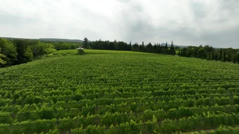 Aerial flight over beautiful vineyard landscape in Vazisubani village 스톡 동영상 314420454