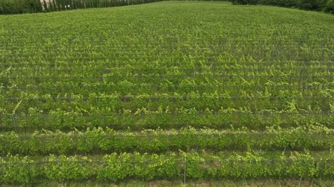 Aerial flight over beautiful vineyard landscape in Vazisubani village Video stock 314423084