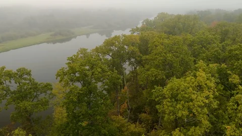 Aerial: flight over the branches of a green oak tree in the forest on the Vidéo 123332879