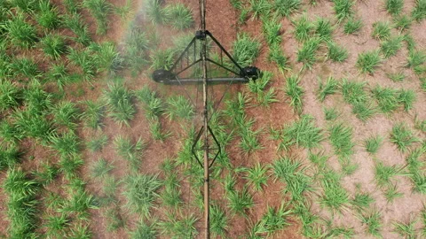 Aerial flight over cane fields cane harvest plantation. Aerial top view of Stock Footage 169649645