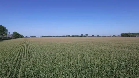 Aerial Flight Over Corn Field Stock Footage 59899134