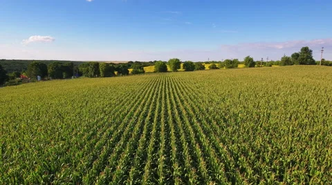 Aerial flight over corn field Video stock 65595168