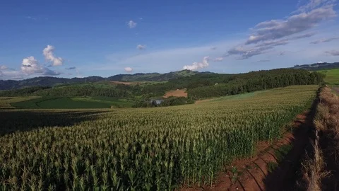 Aerial flight over corn field. Brazil. Vidéo 73928105