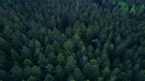 AERIAL: Flight over a dense Forest in Beautiful rich Green color at Dusk in Stock Footage 134626267
