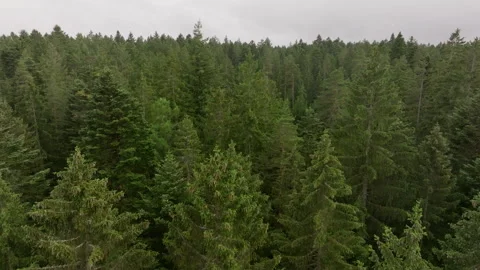 Aerial flight over dense forest canopy in cinematic motion Stock Footage 263258616