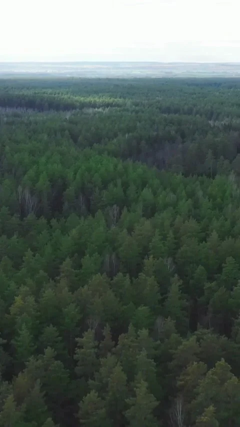 Aerial flight over dense green pine forest landscape view Video stock 334183685