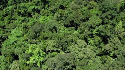 Aerial flight over dense lush green rain forest Stock Footage 28789717