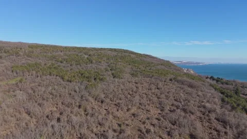 Aerial flight over endless forest landscape under clear blue sky Stock Footage 325719899