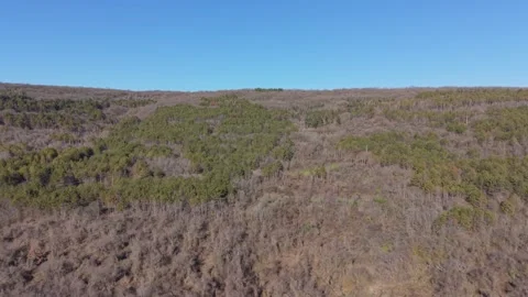 Aerial flight over endless forest landscape under clear blue sky Stock Footage 325719901
