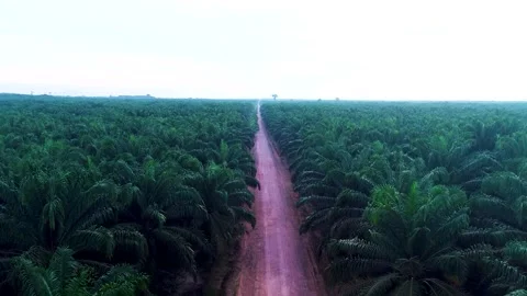 Aerial Flight Over Endless Road Through Borneo Palm Oil Plantation Estate Stockbeeldmateriaal 329091289