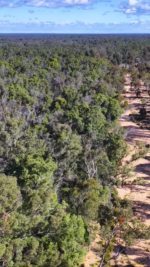 Aerial Flight Over Eucalyptus Scrub and Dry Creek Bed Stock Footage 345693420