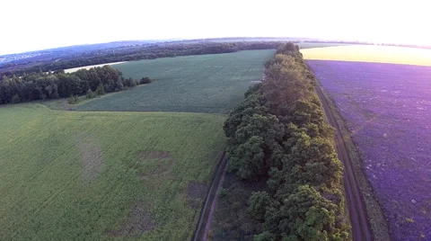 AERIAL: flight over the farm fields of purple flowers 스톡 동영상 51613412