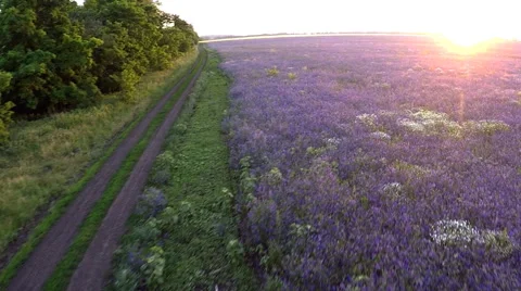 AERIAL: flight over the farm fields of purple flowers 스톡 동영상 51613850