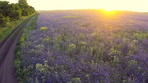 AERIAL: flight over the farm fields of purple flowers Stock Footage 51613855