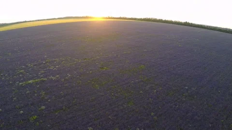AERIAL: flight over the farm fields of purple flowers Stock Footage 51614029