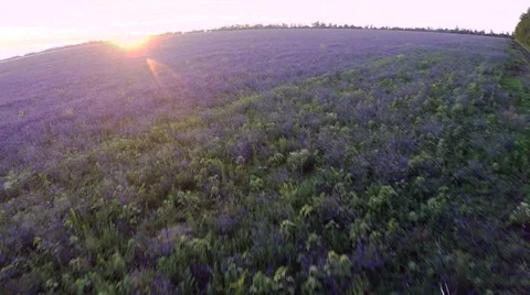AERIAL: flight over the farm fields of purple flowers Stock Footage 51614053