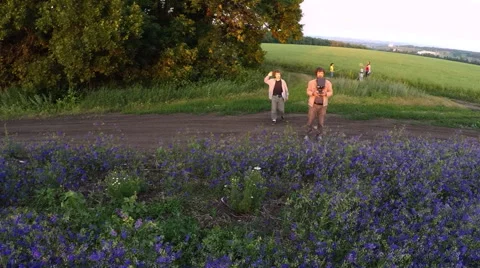 AERIAL: flight over the farm fields of purple flowers Stock Footage 51614180