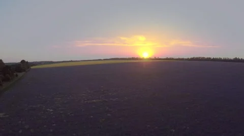 AERIAL: flight over the farm fields of purple flowers Stock Footage 51614242