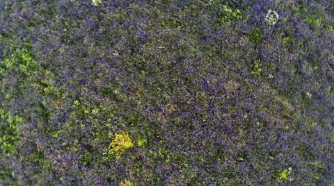 AERIAL: flight over the farm fields of purple flowers rotation Stock Footage 51614290